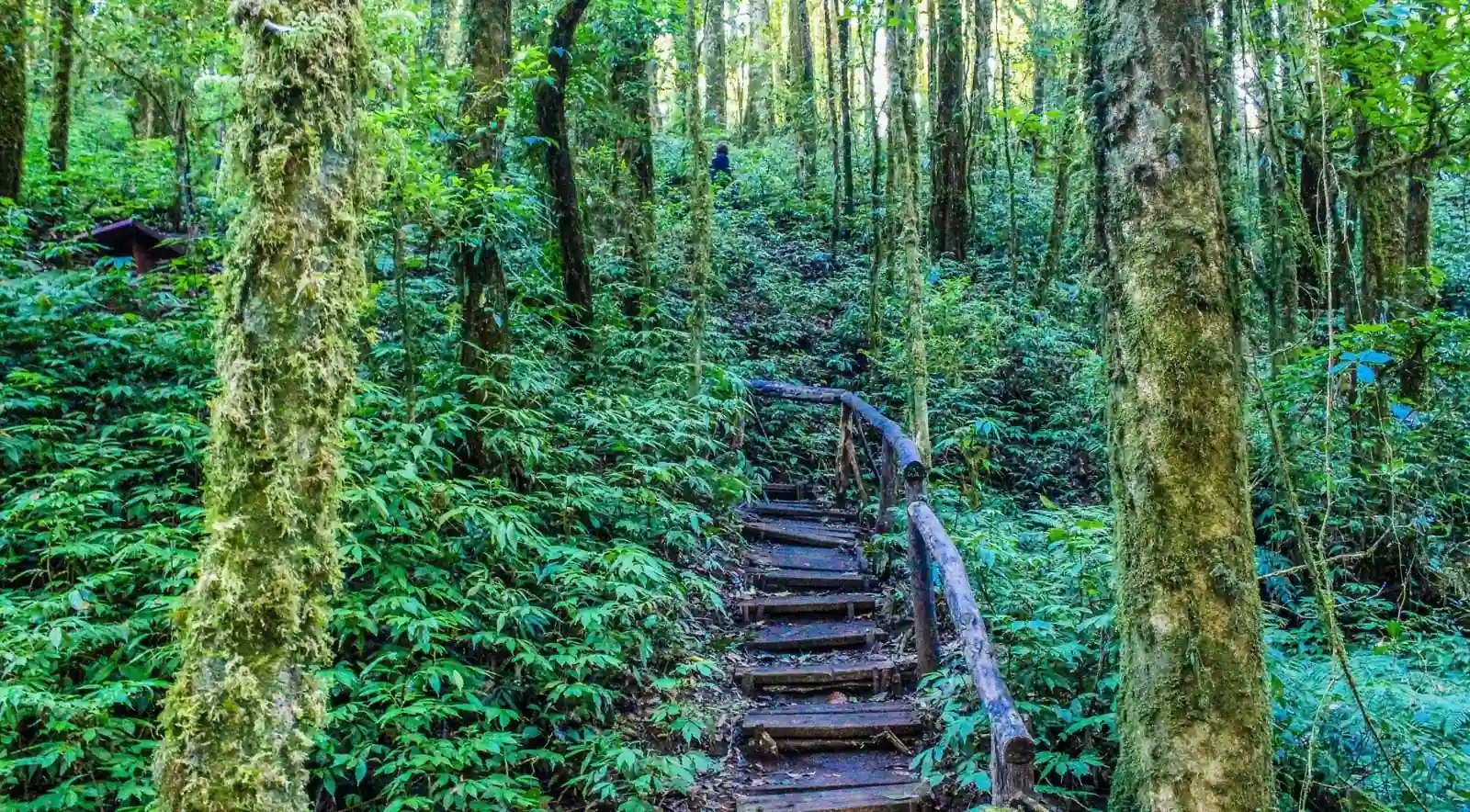Mossy trees beside a forest boardwalk