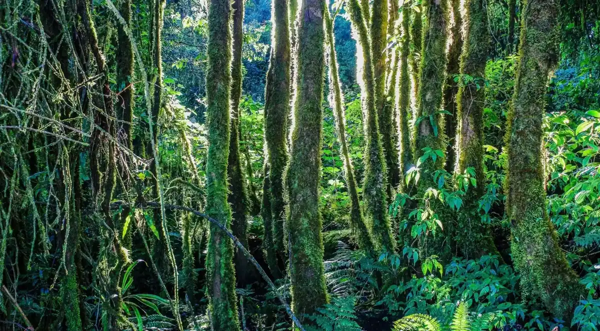Dense moss-covered mountain forest