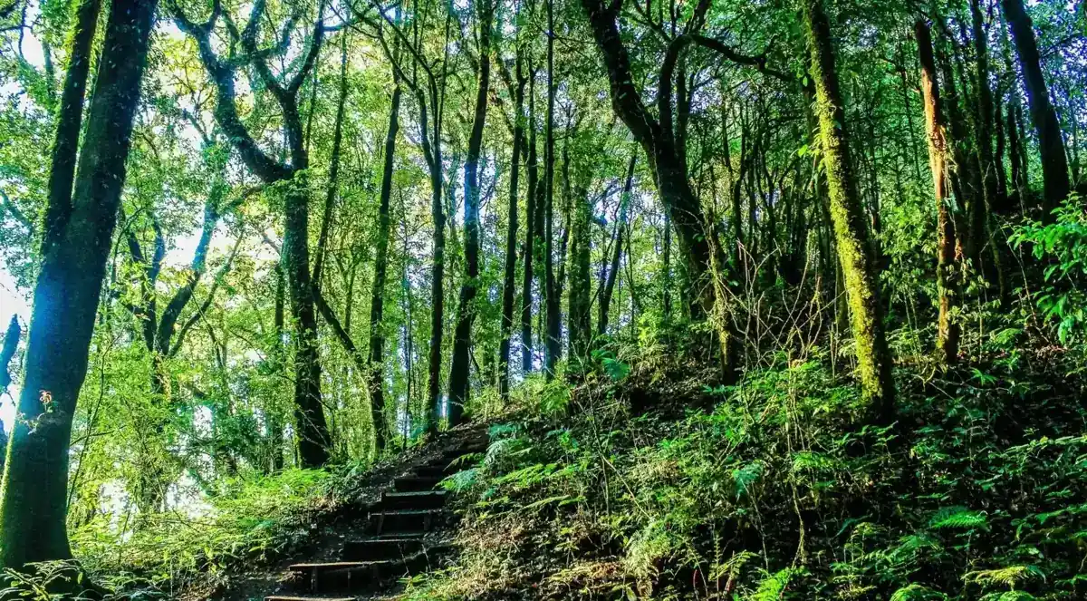 Wooden walking trail through lush forest