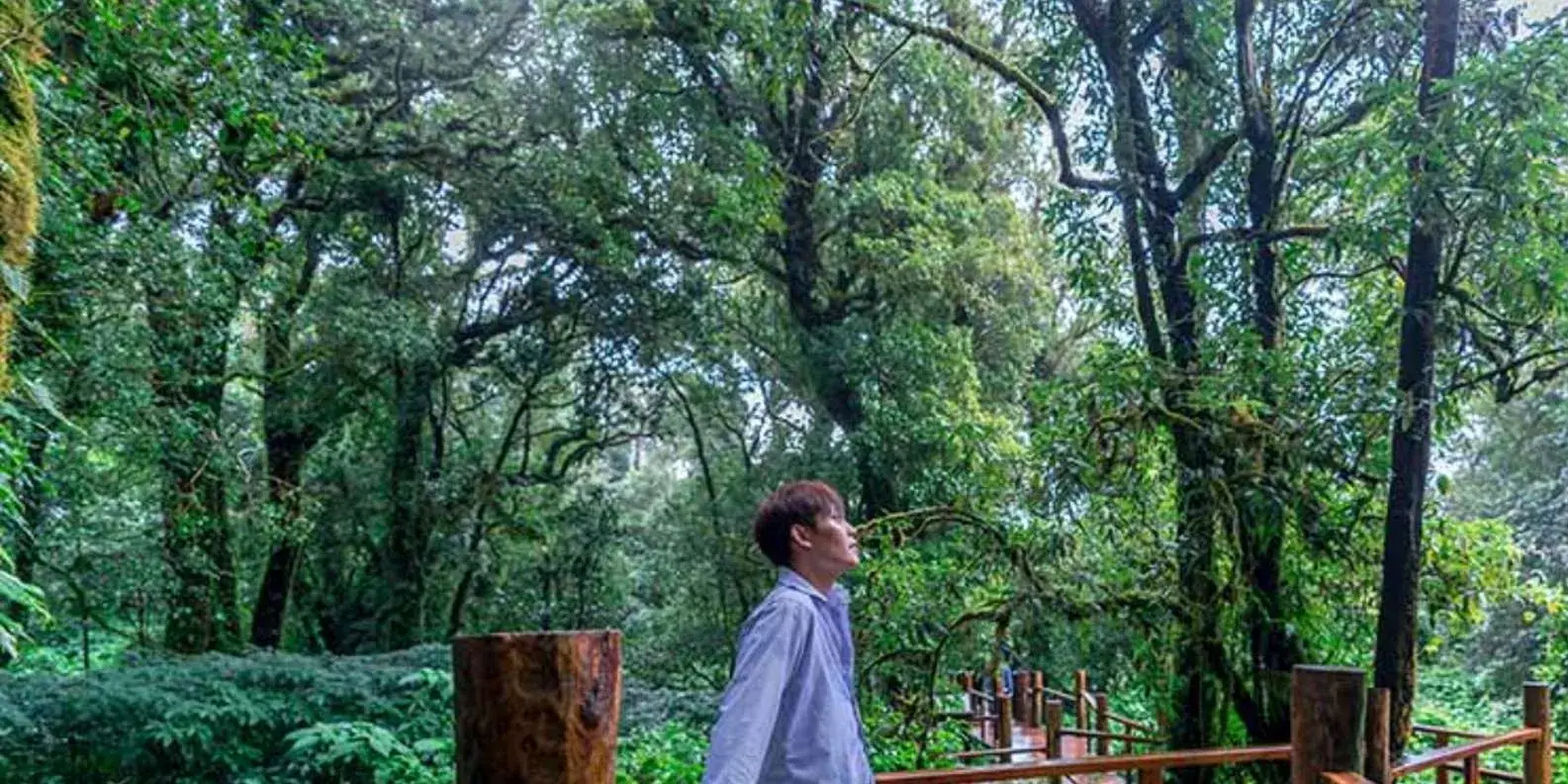 Visitor walking through forest