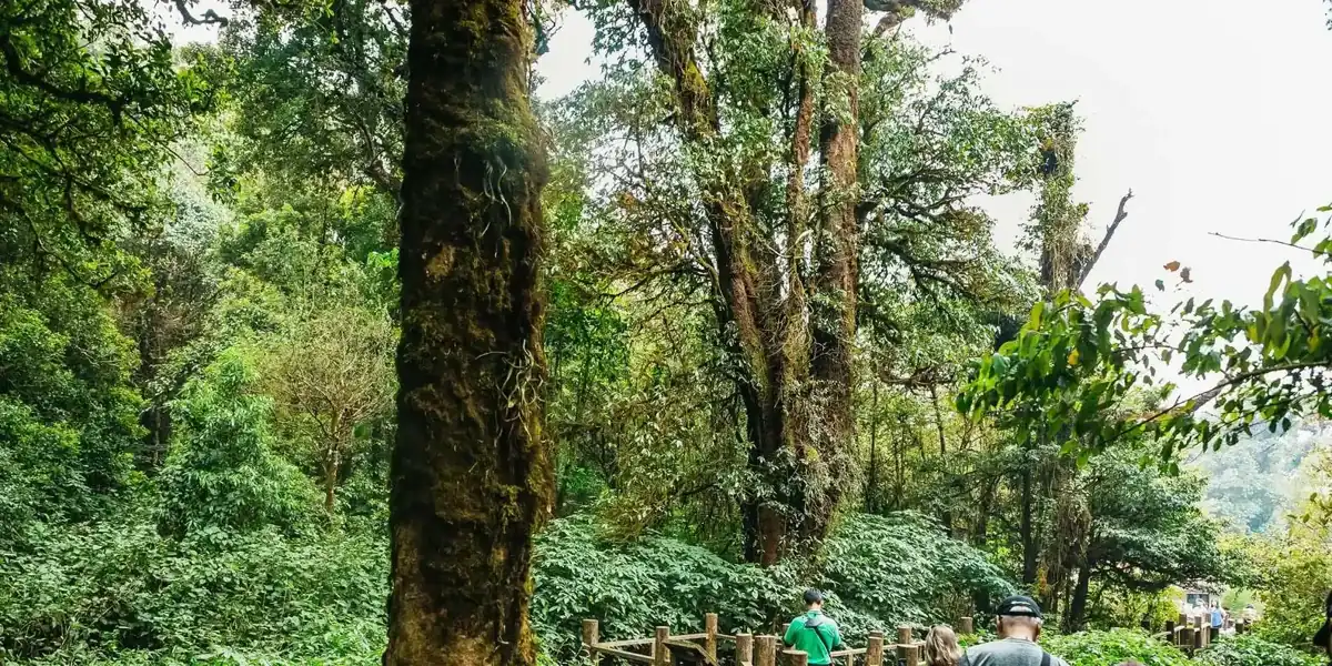 Dense green mountain forest