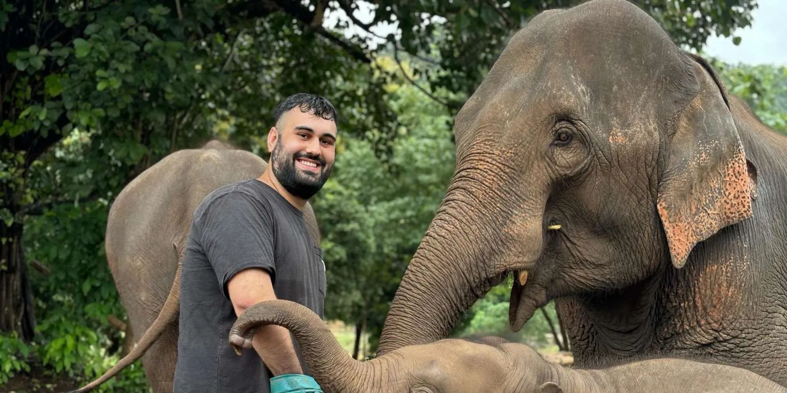 Visitor feeding an elephant