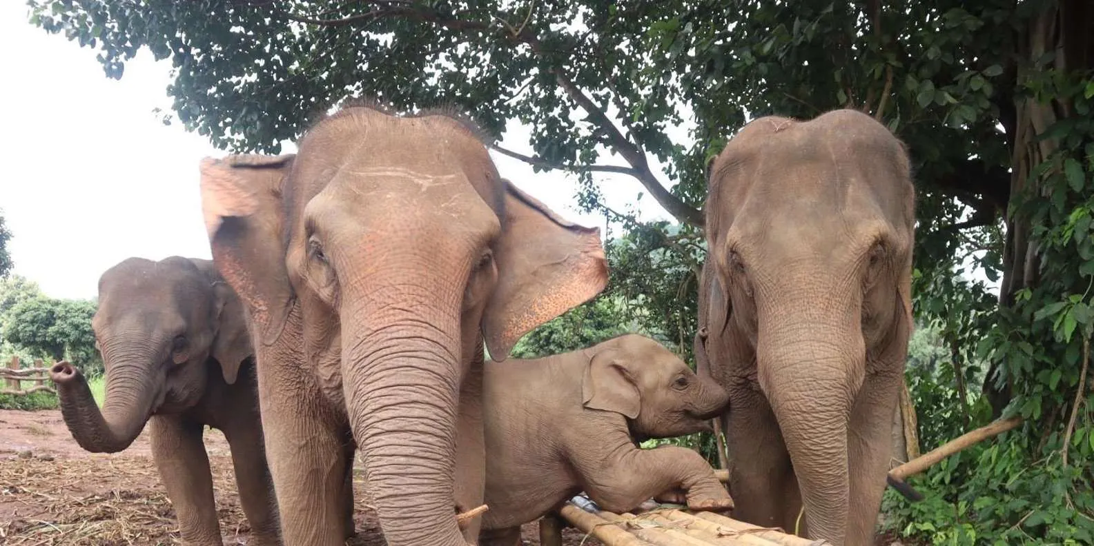 Elephants at the sanctuary