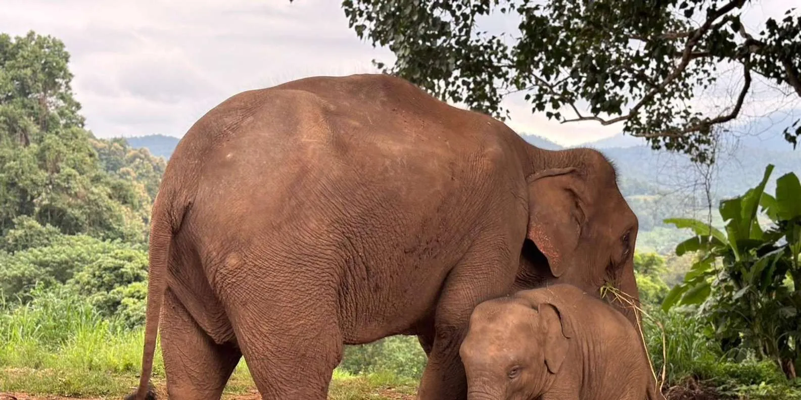 Adult elephant and calf