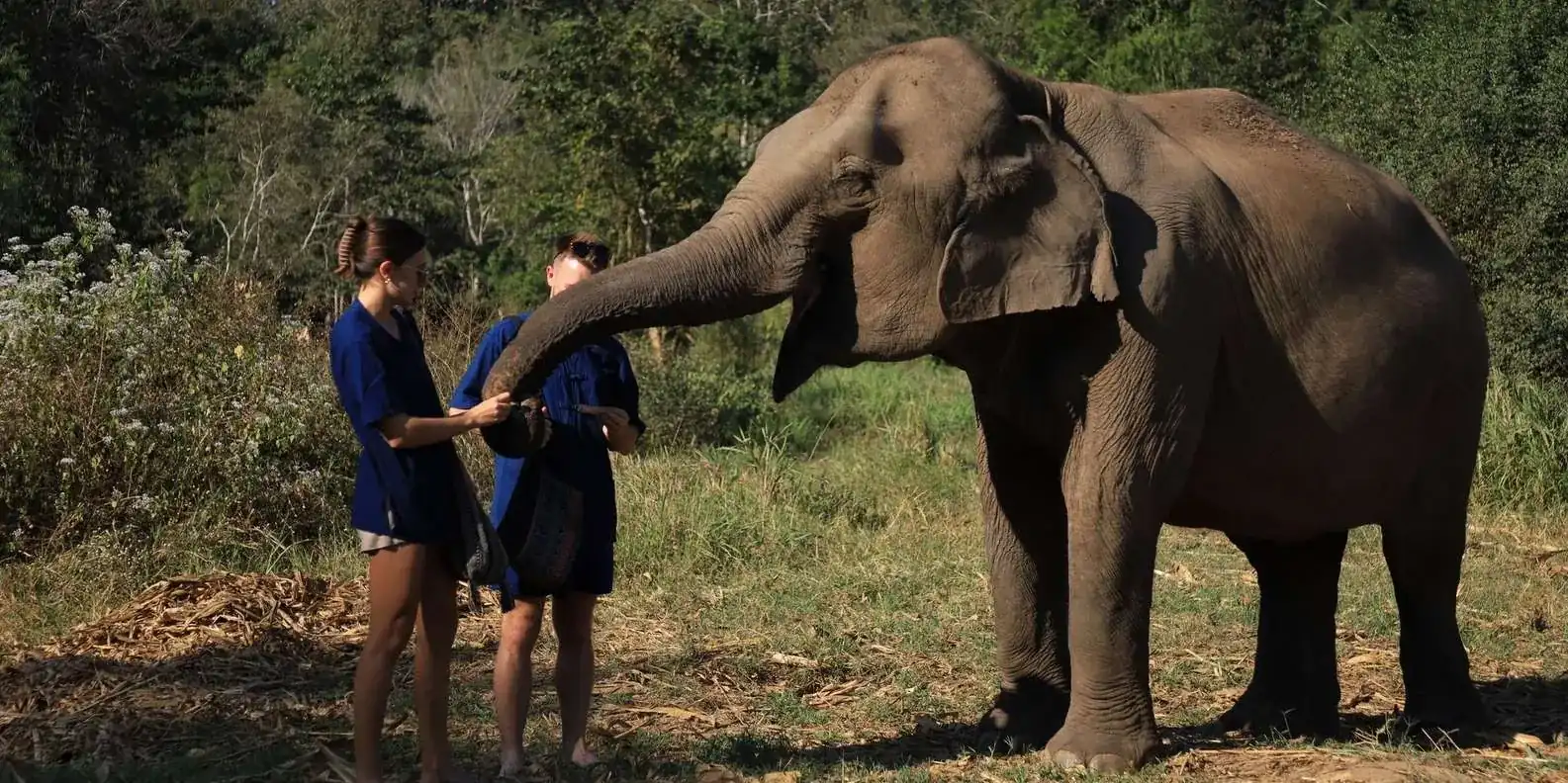Elephant and handler on a forest path